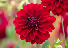 Doppelkarte Tiefrote Dahlie