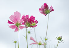 Doppelkarte Zarte Cosmeen