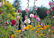 Doppelkarte Stockrosen II