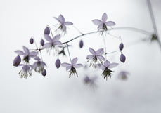 Doppelkarte Wiesenraute III