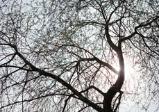 Doppelkarte Abendliche Baumkrone