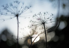 Doppelkarte Dolden in der Dämmerung