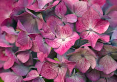 Doppelkarte Hortensie in bordeaux