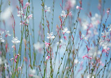 Doppelkarte Weiße Prachtkerze II