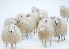 Doppelkarte Schäfchen im Schnee