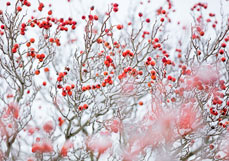 Doppelkarte Verschneiter Hahndorn I