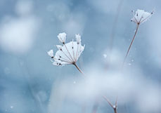Doppelkarte Wilde Möhre im Winter