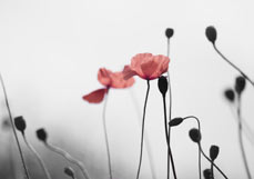 Doppelkarte Fragiler Mohn I