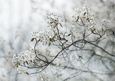 Doppelkarte Felsenbirne