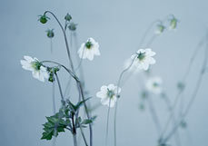 Doppelkarte Kleine weiße Dahlie