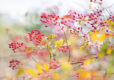 Doppelkarte Herbsttanz mit Hagebutten