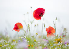 Doppelkarte Wilde Wiese mit Mohn