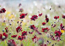 Doppelkarte Schokoladen-Kosmee