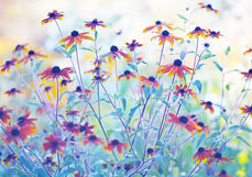 Doppelkarte Rudbeckia II