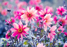 Doppelkarte Dahlia Waltzing Mathilda