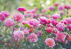 Doppelkarte Im Rosengarten