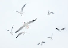 Doppelkarte Möwenflug II