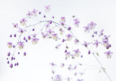 Doppelkarte Wiesenraute VI