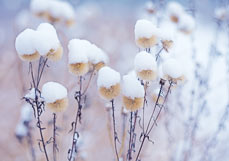 Doppelkarte Schneehäubchen II
