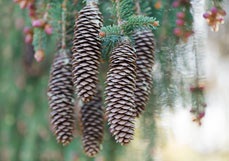 Doppelkarte Tannenzapfen