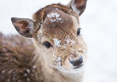 Doppelkarte Dammwild im Schnee IV