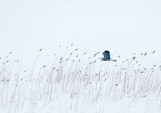Doppelkarte Graureiher am Bodden