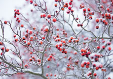 Doppelkarte Verschneiter Hahndorn IV