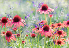 Doppelkarte Strahlende Echinacea