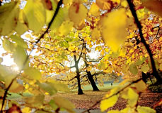 Doppelkarte Herbstspaziergang
