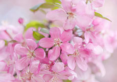 Doppelkarte Zierapfelblüten III