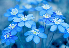 Doppelkarte Leberblümchen I