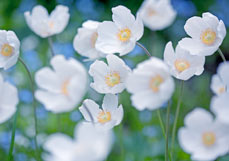 Doppelkarte Windröschen