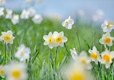 Doppelkarte Narzissen I