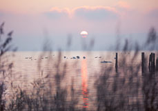 Doppelkarte Wasservögel am Abend