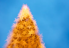 Doppelkarte Weihnachtsbaum im Sternenglanz II