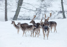 Doppelkarte Dammwild im Schnee II