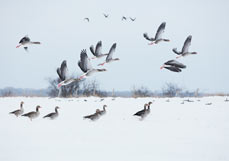 Doppelkarte Wildgänse im Schnee