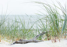 Doppelkarte Treibholz liebt Strandhafer