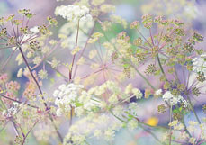 Doppelkarte Doldenzauber