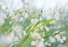 Doppelkarte Märzbecher