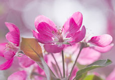 Doppelkarte Malus Nicoline III