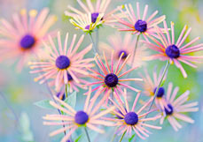 Doppelkarte Rudbeckia subtomentosa II