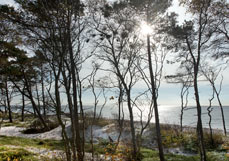 Doppelkarte Küstenwald