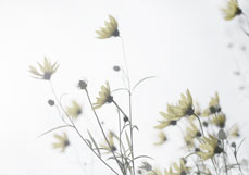 Doppelkarte Zarte Sonnenblumen