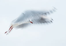 Doppelkarte Möwenflug I