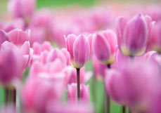 Doppelkarte Tulpenfreude