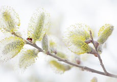 Doppelkarte Weidenkätzchen