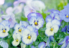 Doppelkarte Veilchen