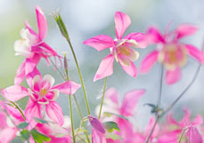 Doppelkarte Akelei II