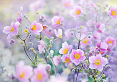 Doppelkarte Anemone hupehensis XI